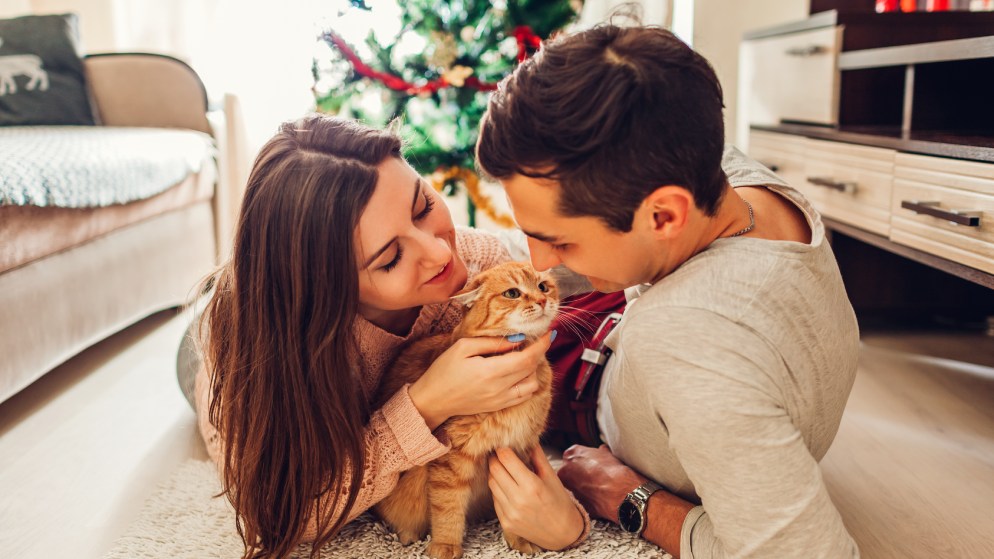 Wie man Weihnachten mit der Katze feiert