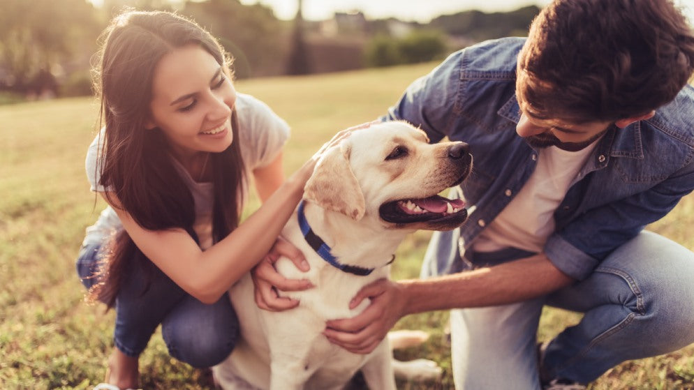 10 gute Gründe für ein Leben mit Hund