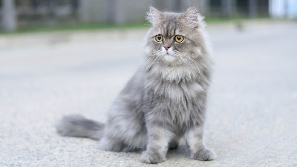 Eine Katze der Rasse Perser sitzt auf einem Weg.