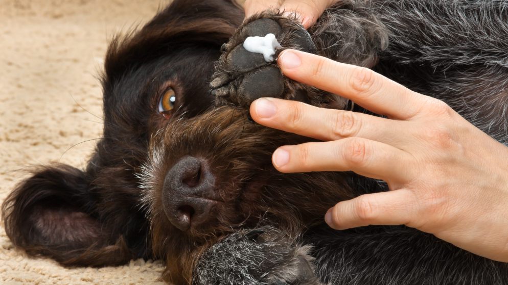 Ein liegender Hund wird mit Pfotenbalsam an seinen Pfoten gepflegt.