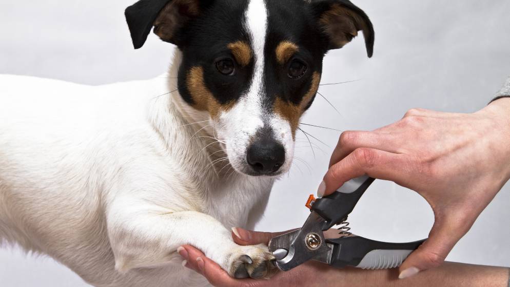 Einem Hund werden mit einer Krallenschere die Krallen geschnitten.