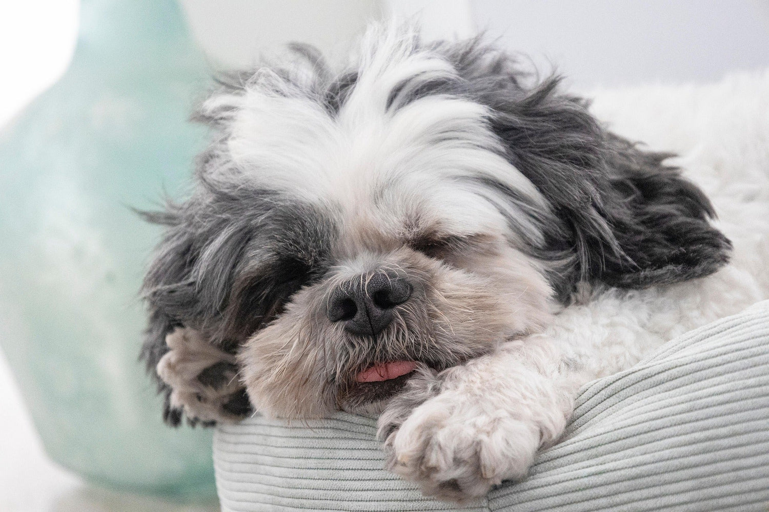 Erbrechen beim Hund – wann wird es gefährlich?