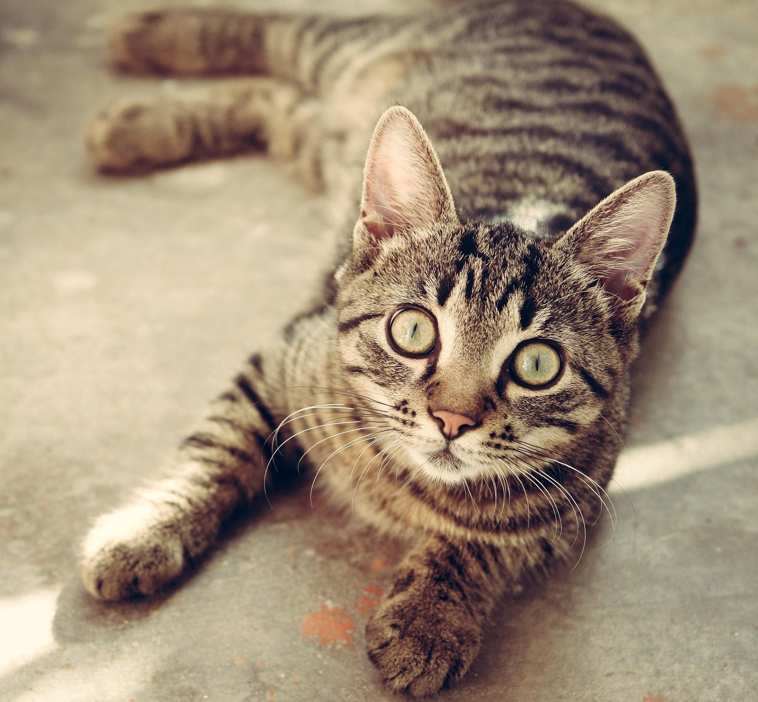 Arthrose bei Katzen erkennen und den Alltag erleichtern