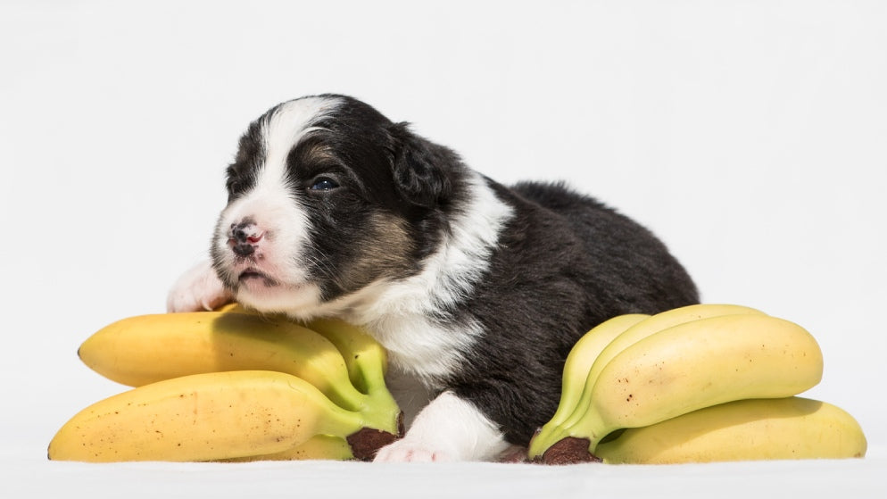 Ein Welpe liegt auf einem Stapel Bananen.