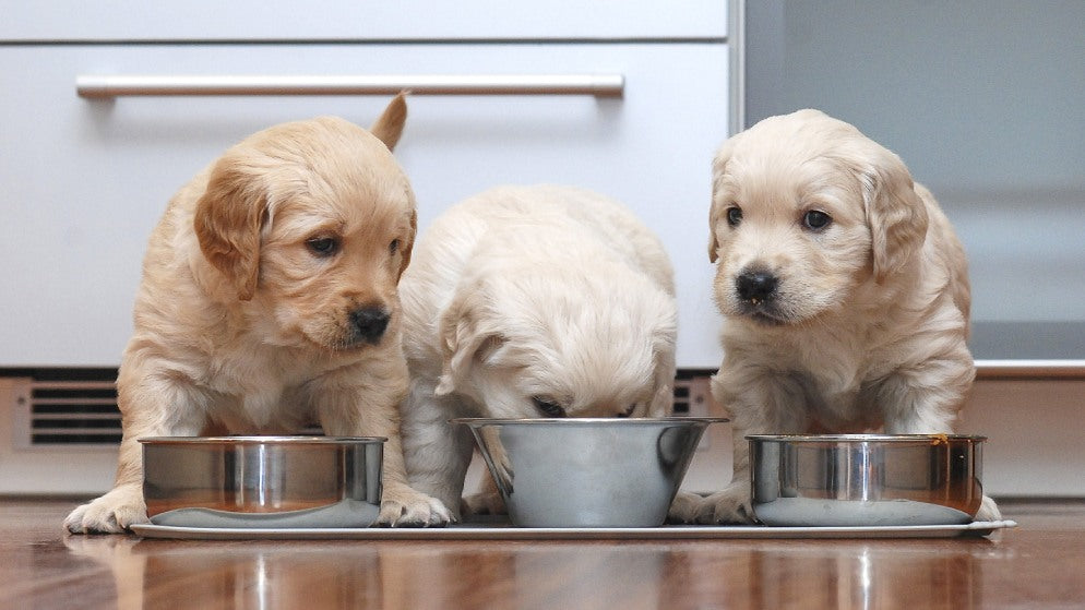 Welpenfutter - das richtige Futter für Ihren Junghund