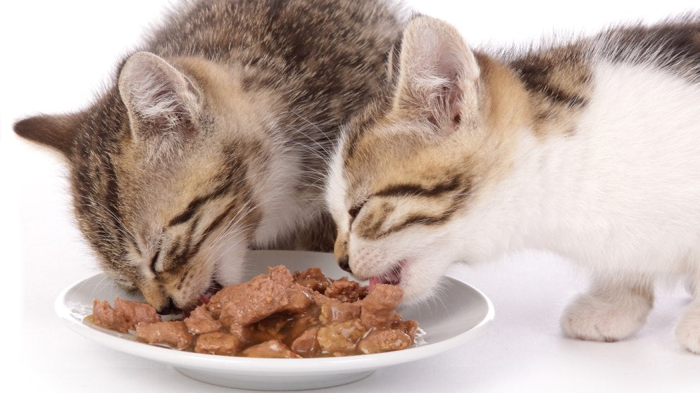 Zwei Katzen essen Nassfutter von einem Teller, wodurch sie eventuell Mundgeruch bekommen könnten.
