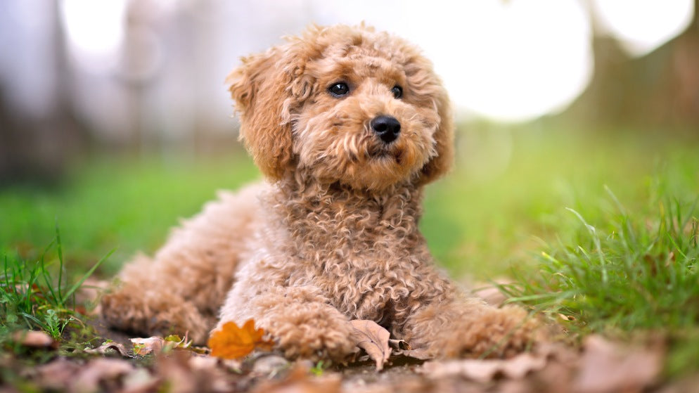 Ein Hund der Rasse Zwergpudel liegt auf einer Wiese.