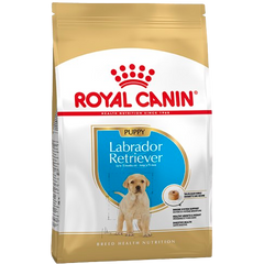 Labrador Retriever Puppy - 12kg