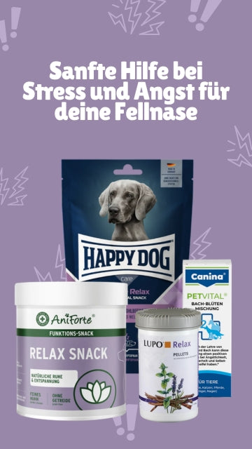 Gesundheit Stress und Angst