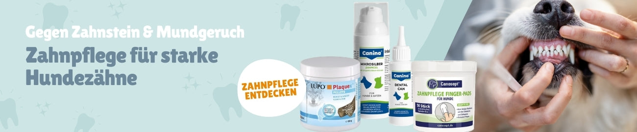 Hundegesundheit Zahnpflege