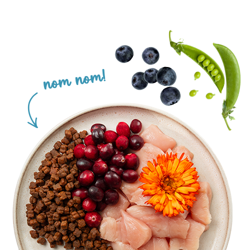 Sanabelle Kitten Huhn