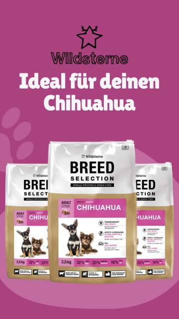 Chihuahua Wildsterne Banner 
