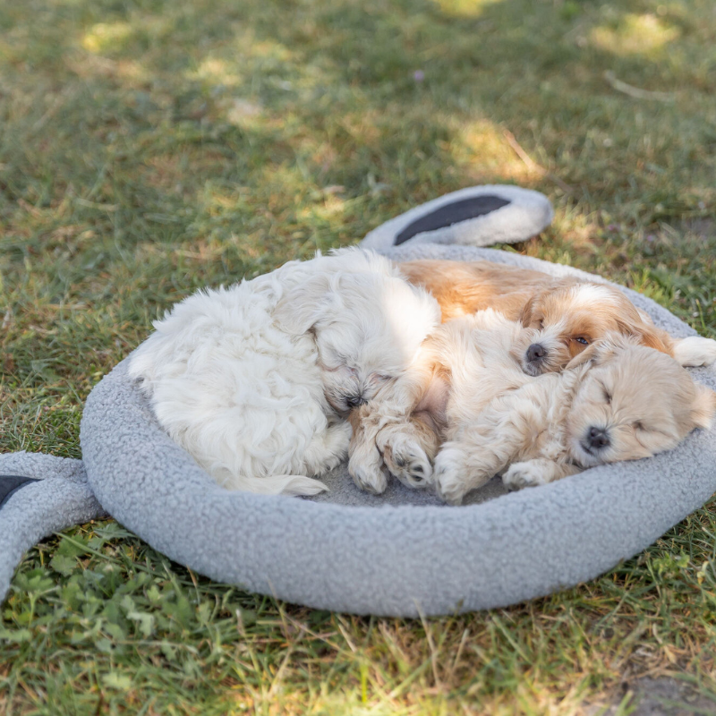 TRIXIE Junior Bett Hund