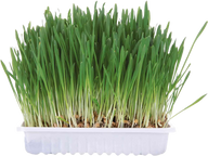 TRIXIE Kleintiergras 110 g
