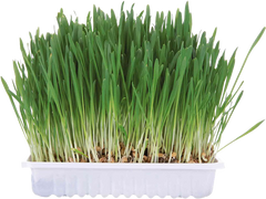 TRIXIE Kleintiergras 110 g